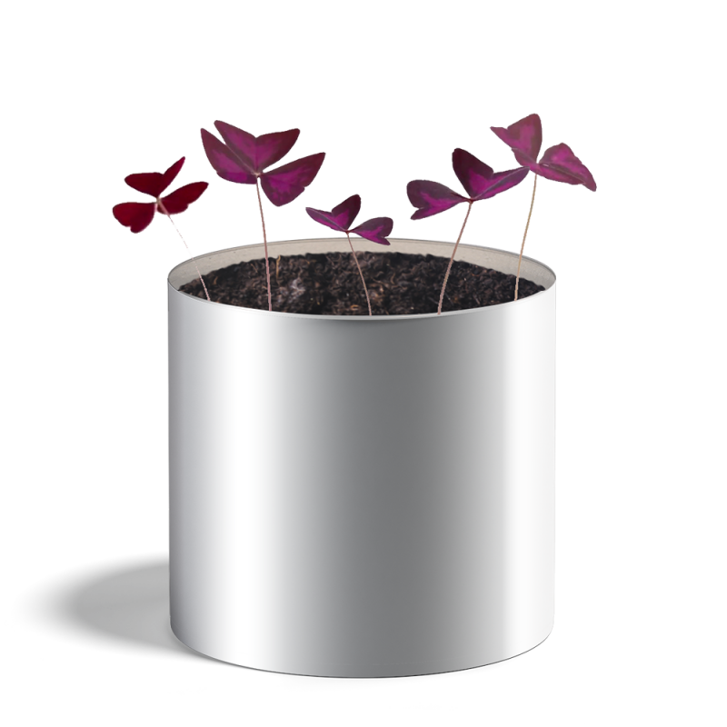 Plante personnalisée
